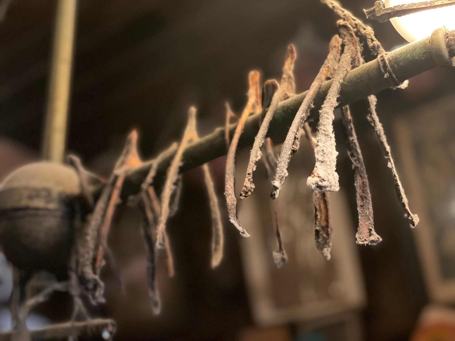 A close-up of dusty, cobwebbed wishbones hanging from an old gas lamp above the bar at McSorley’s